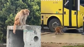 İstanbul'da firari maymun: Saldırıp kayıplara karıştı...
