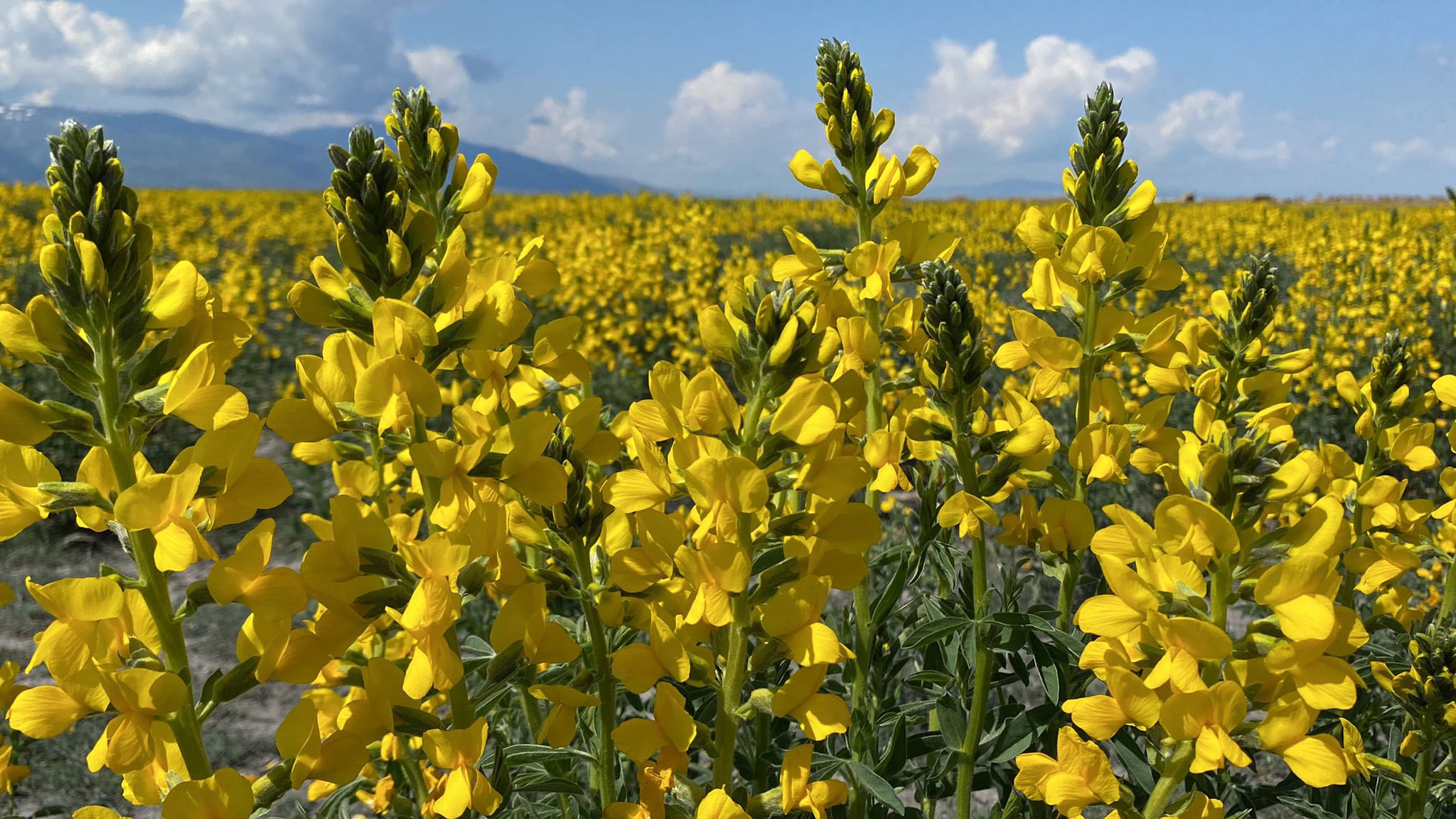 Eber sarısı çiçek açtı, koparana 244 bin TL ceza