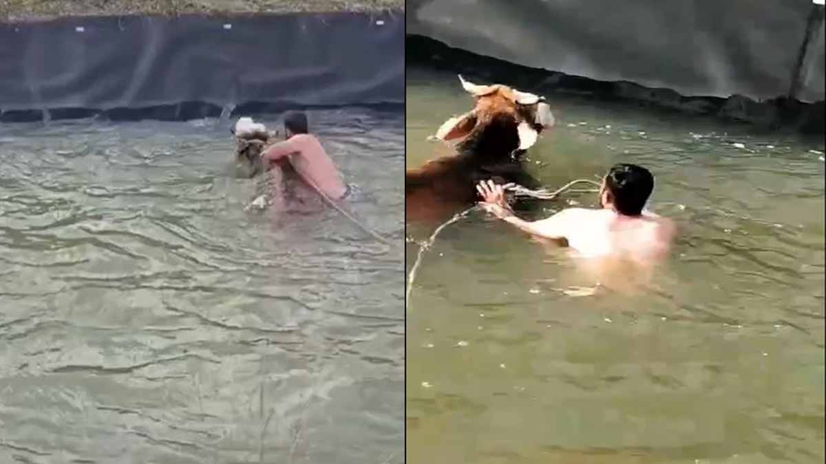Akıntıya kapılan ineği kurtardı