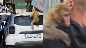 İstanbul'da kaçak maymun paniği