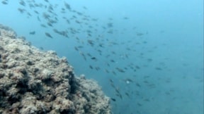 Antalya Körfezi'nde denizanası göçü tamamlandı