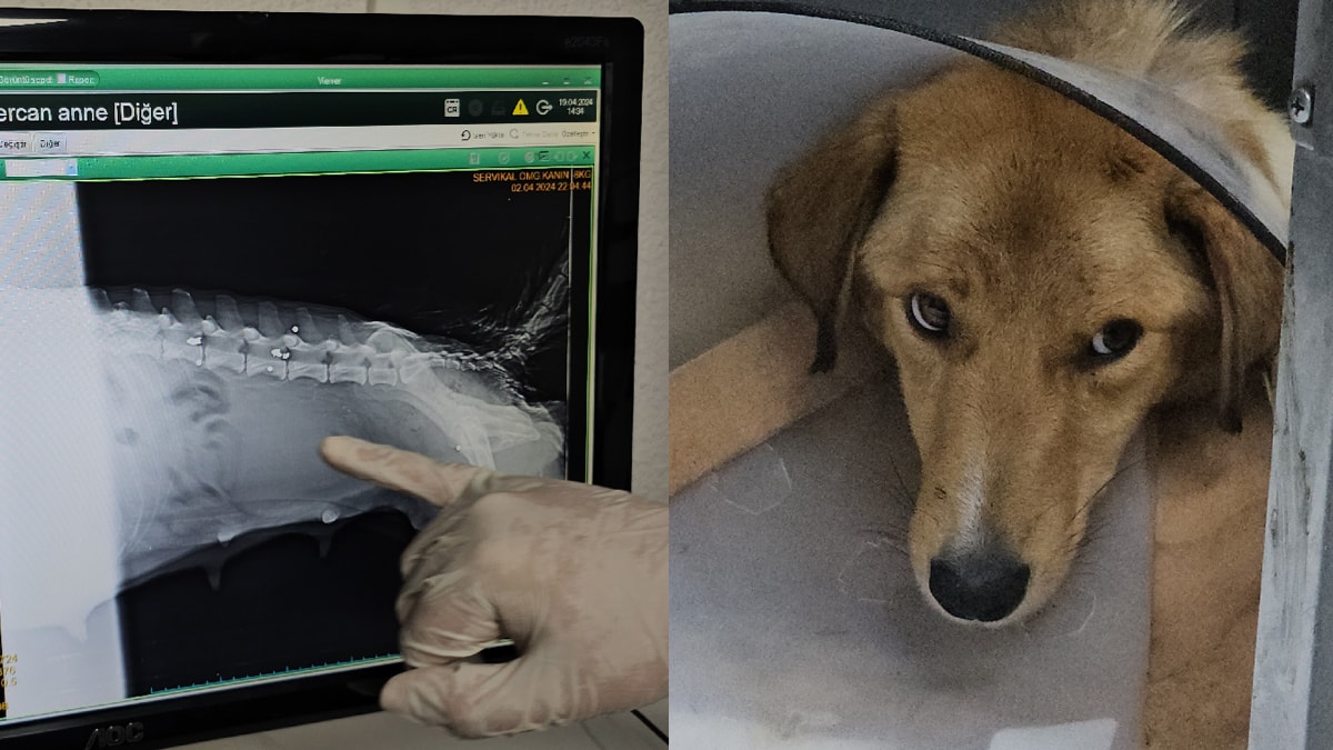 Hamile köpeği vurup yavrusunu öldürdüler