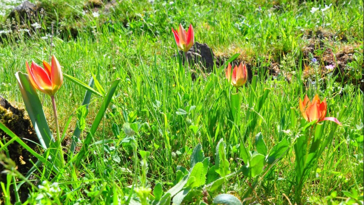 Koparmanın cezası 387 bin 142 lira