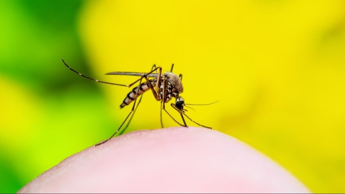 İstanbul'da sivrisinek tehlikesi!