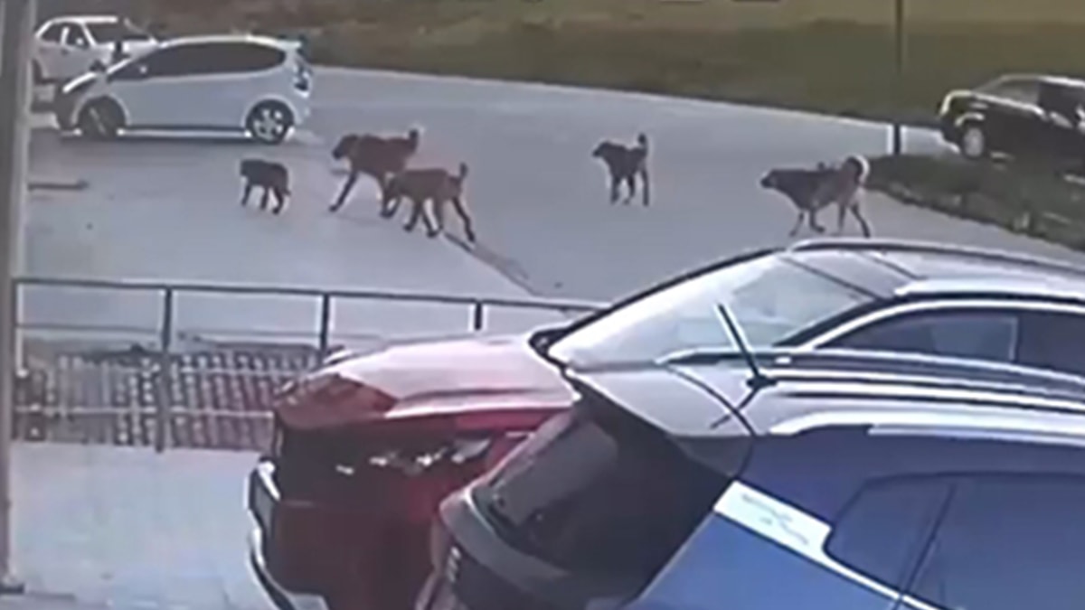 Baba-oğul dehşeti yaşamıştı... O köpekler sokak hayvanı değilmiş