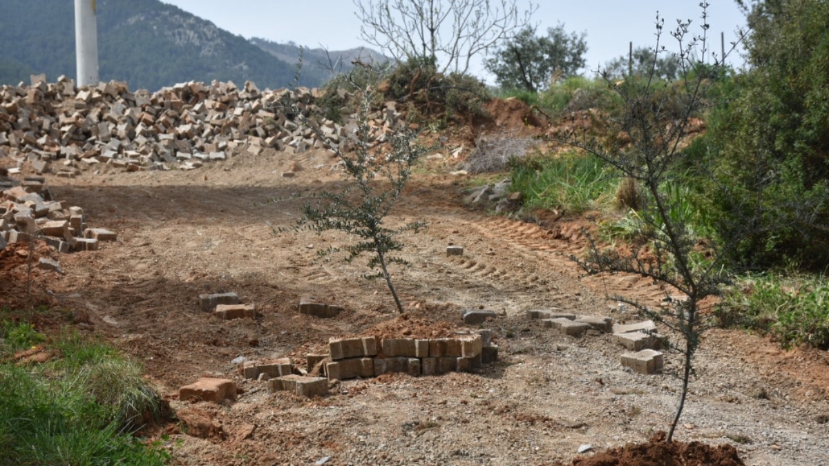 Seçimi kaybeden muhtar yolu kapatıp ağaç dikti