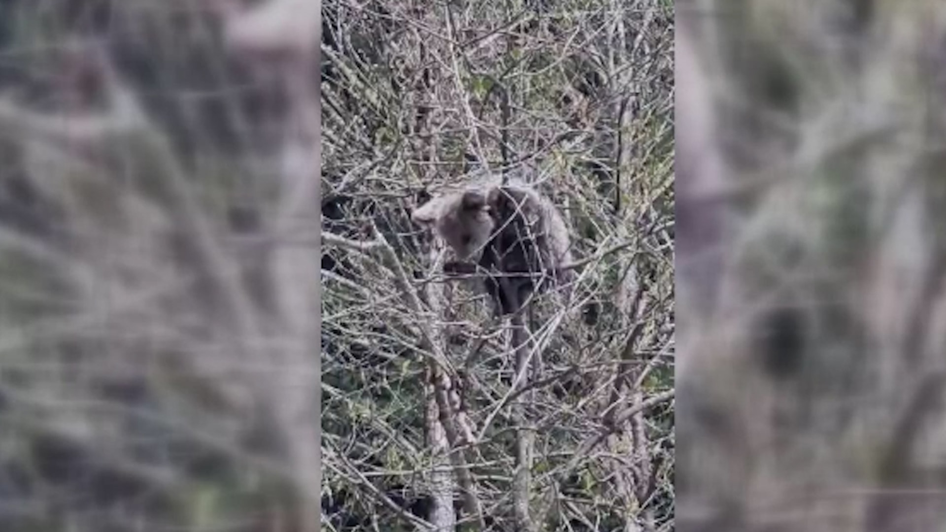 Yavru ayı ağaçta mahsur kaldı