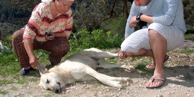 Muğla'da korkunç olay! Kedi ve köpekleri zehirleyerek öldürdüler