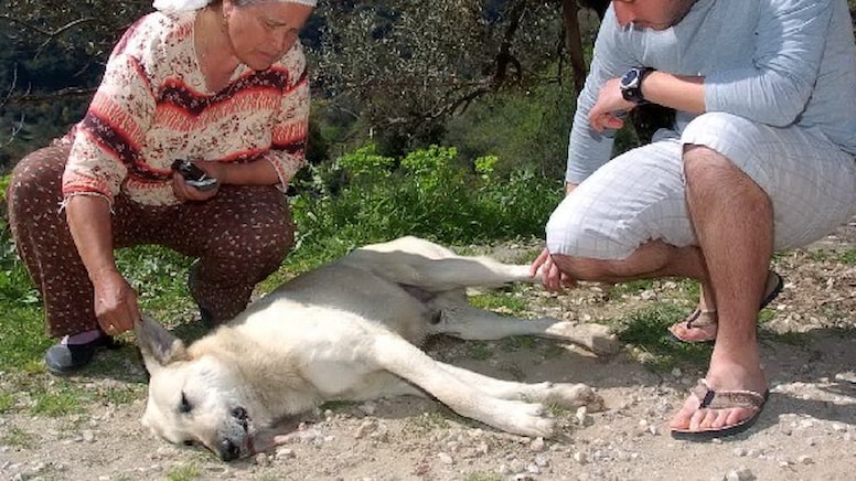 Muğla'da korkunç olay! Kedi ve köpekleri zehirleyerek öldürdüler