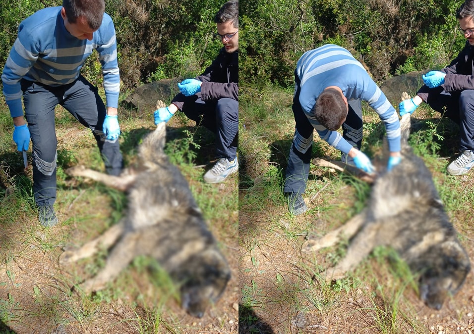 Korkunç olay! Köpekleri zehirli et vererek öldürdüler