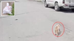 Çuvala koyulup yol kenarına atılan kedi böyle kurtarıldı