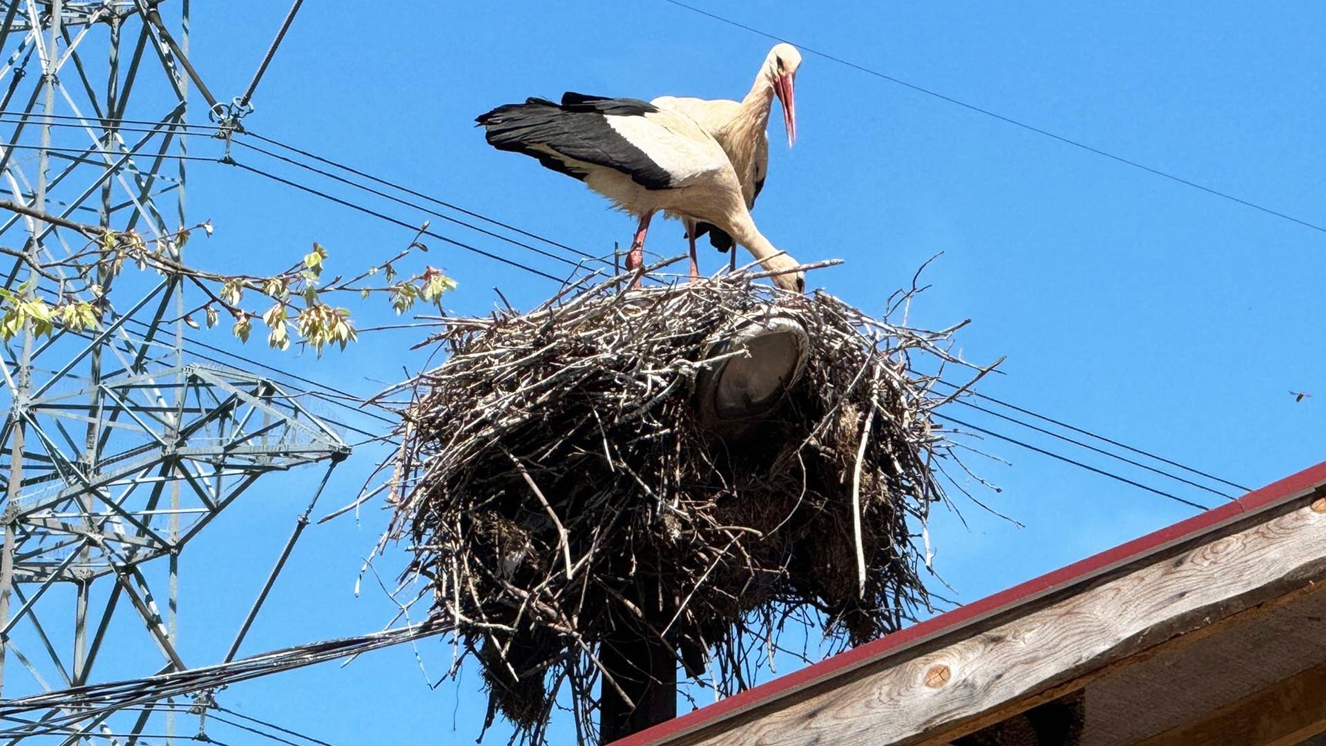 Ayşe leylek, Tabanözü köyündeki yuvasına bu yıl eşiyle geldi