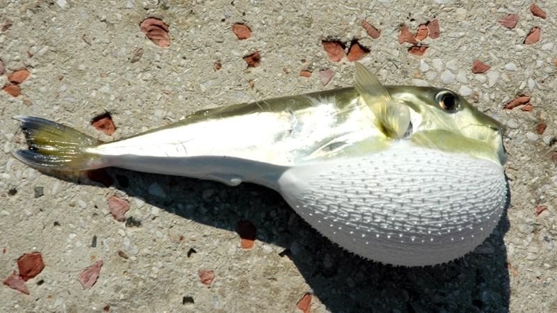 Balon balığı desteğinde yeni düzenleme