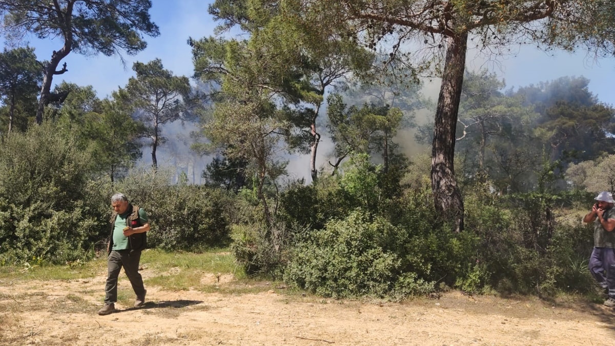 Bodrum’da orman yangını