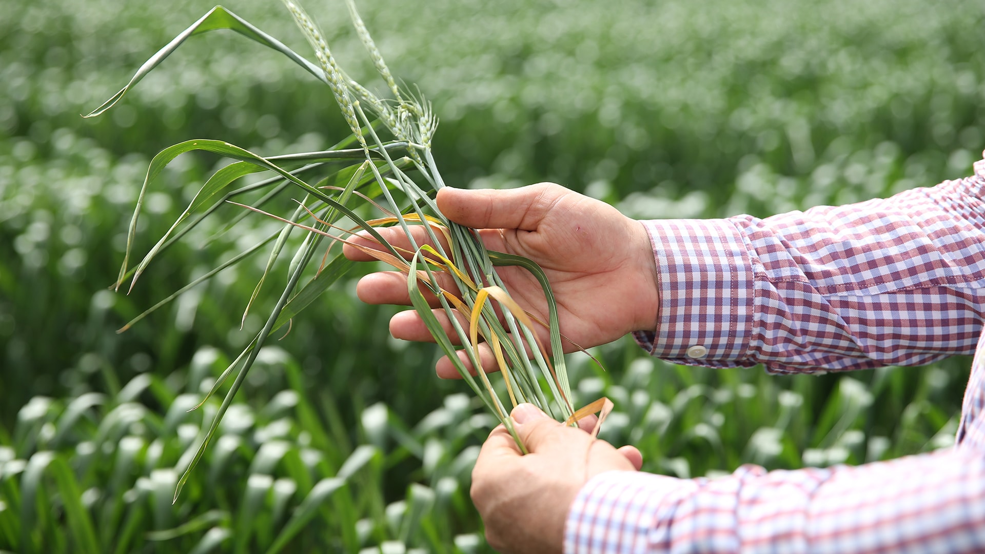 Türkiye'nin ithalat yasağı küresel buğday fiyatlarını geriletti