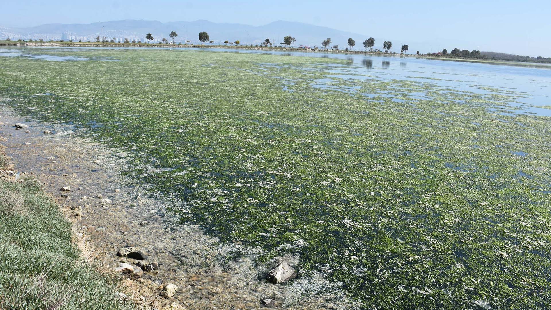 Yüzlerce kuş türüne ev sahipliği yapan  Çakalburnu Dalyanı deniz maruluyla kaplandı