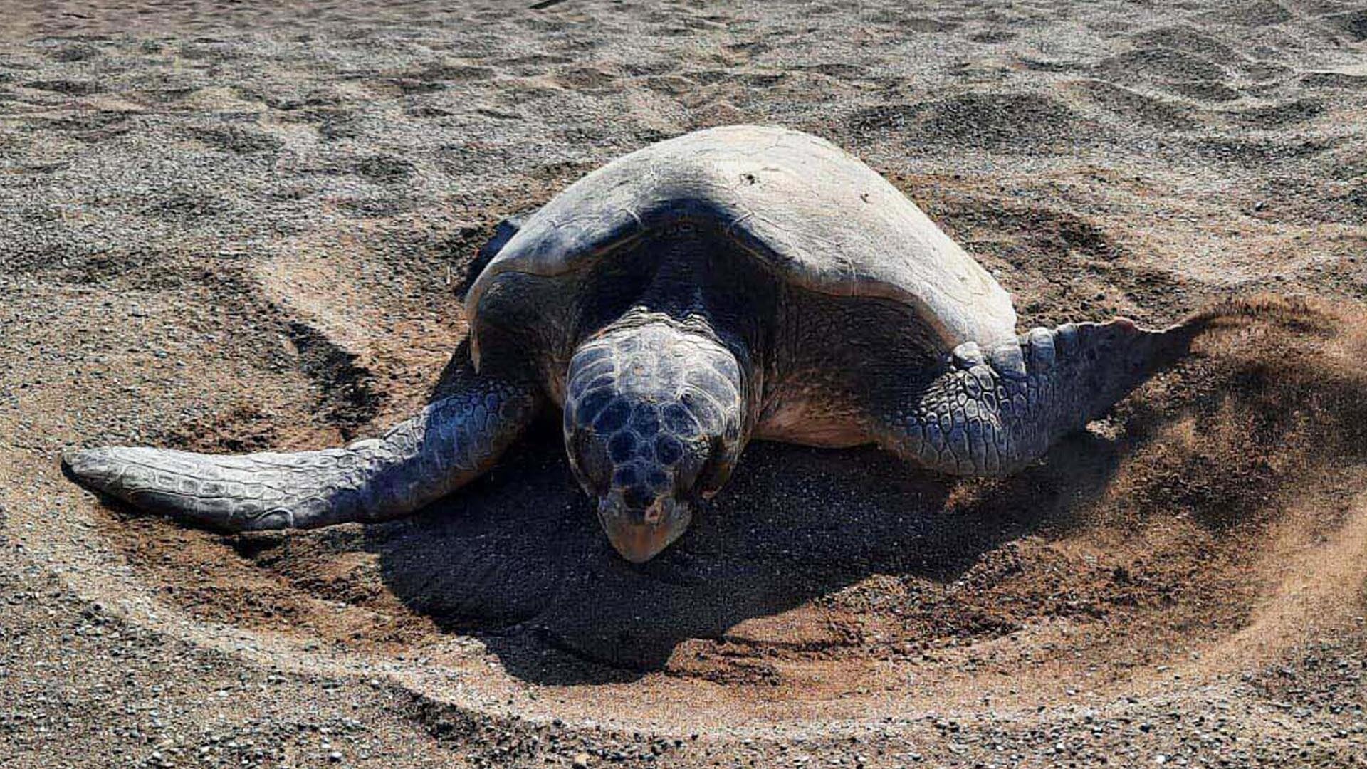 Tatilcilere caretta caretta uyarısı: Sakın dokunmayın