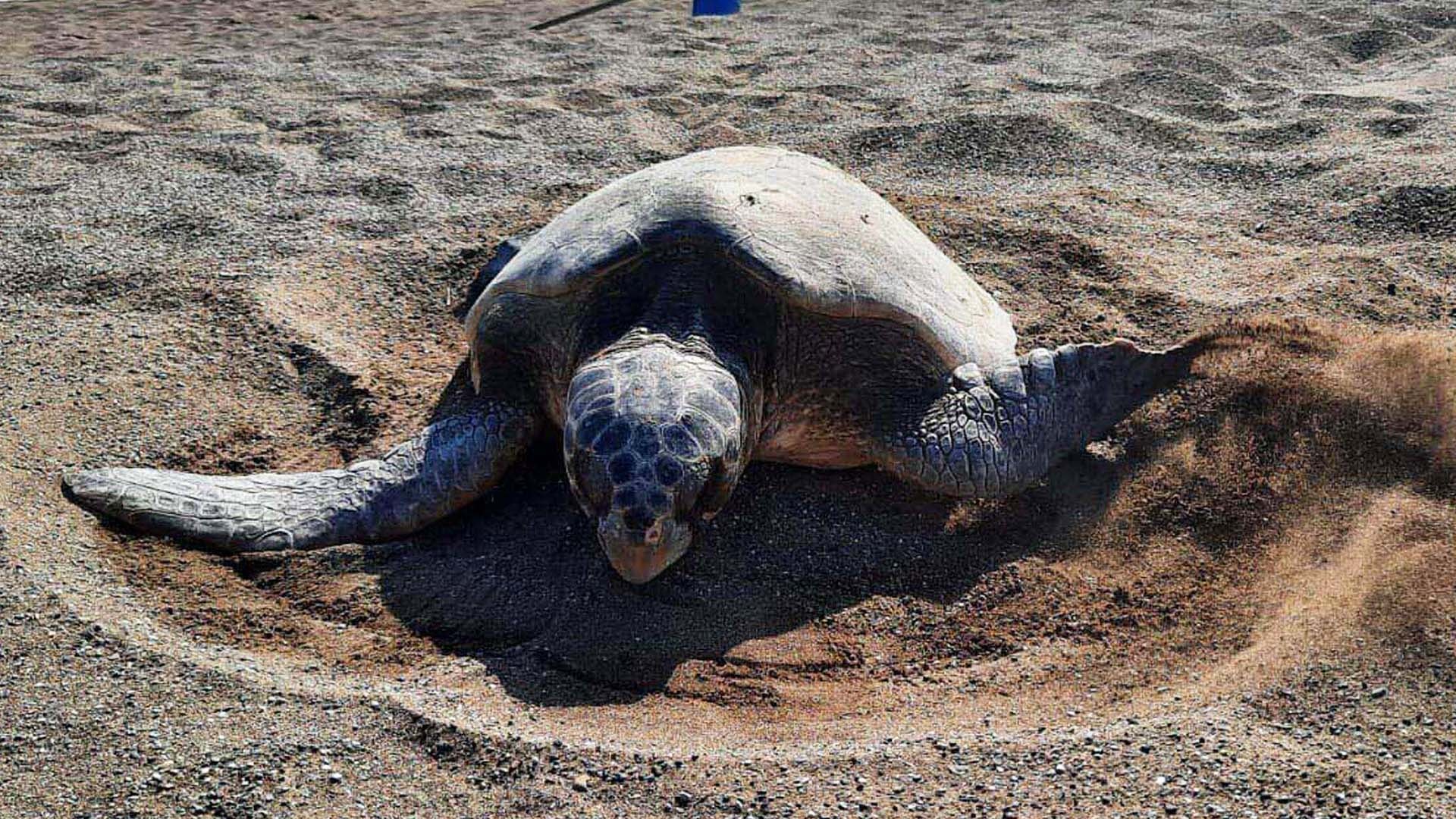 Çiftleşen caretta carettalar için sessizlik çağrısı