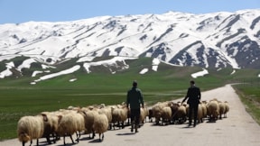 Yurt dışından çoban transferi