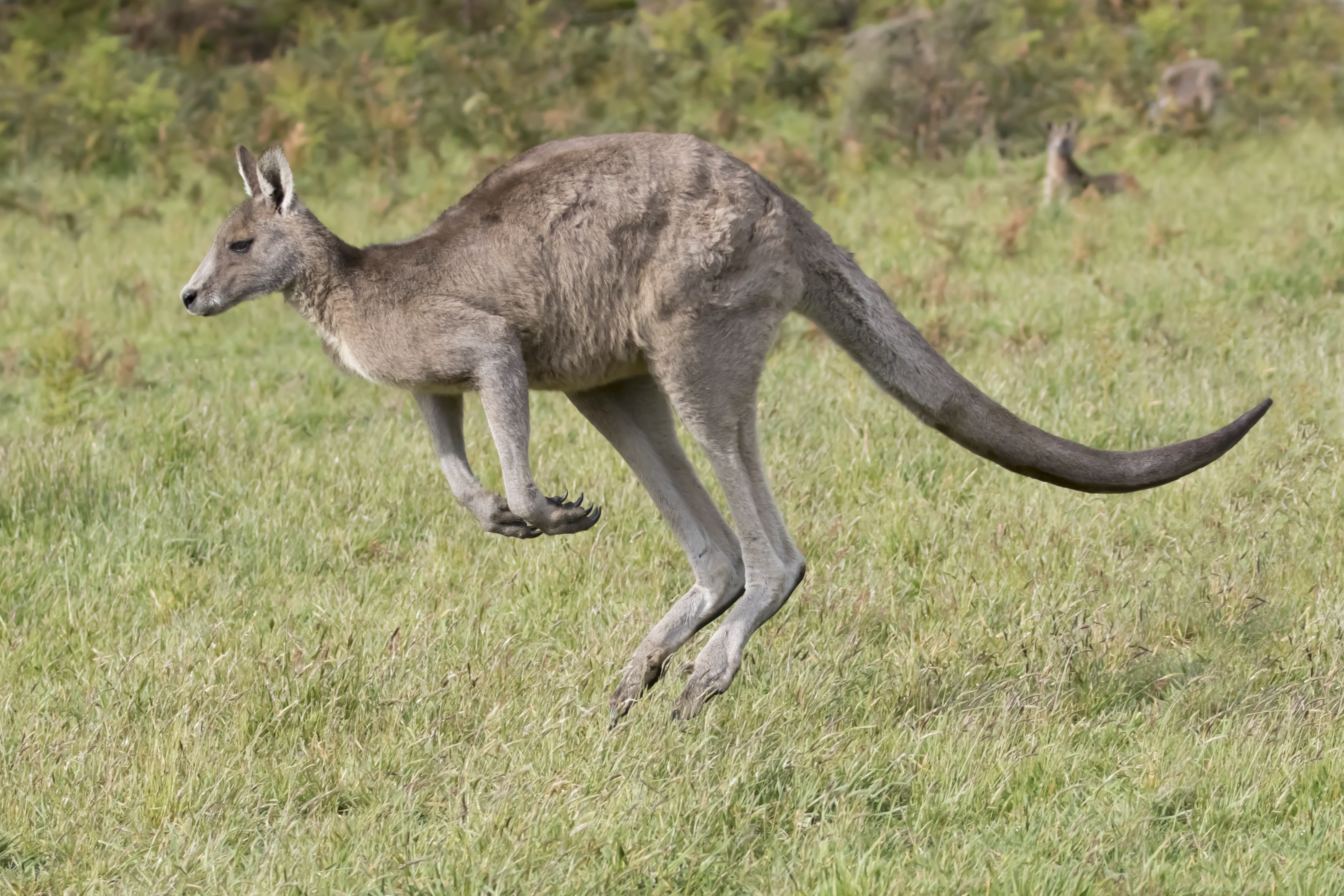 Nesli tükenmiş üç yeni kanguru türü keşfedildi