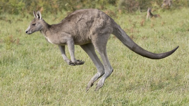 Nesli tükenmiş üç yeni kanguru türü keşfedildi