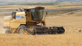 Çiftçiler kaygılı: Buğday alım fiyatının açıklanmasını bekliyor