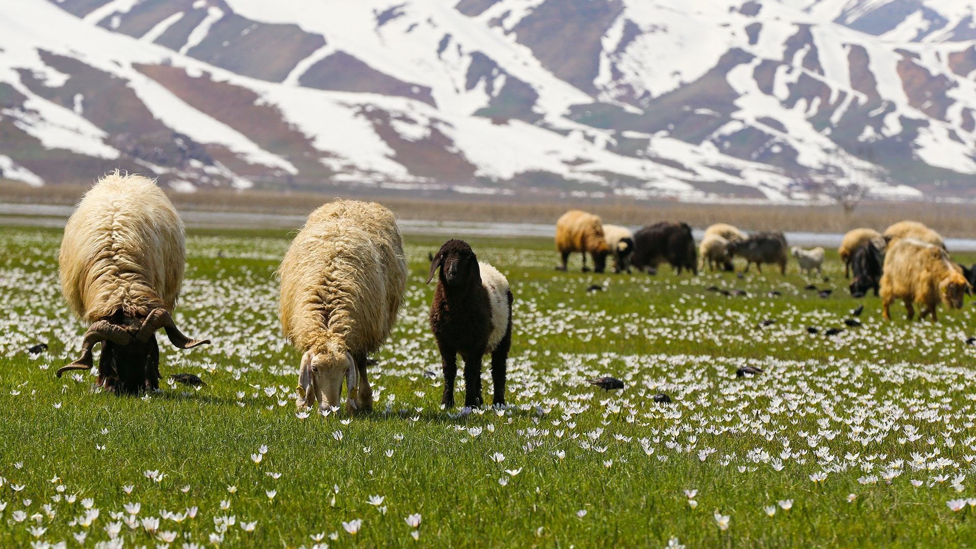 Hakkari'ye bahar geldi: Hayvanlar meraya çıktı