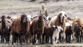 Eşinin tek maaşıyla geçinemeyince köyüne döndü, 500 hayvanı oldu
