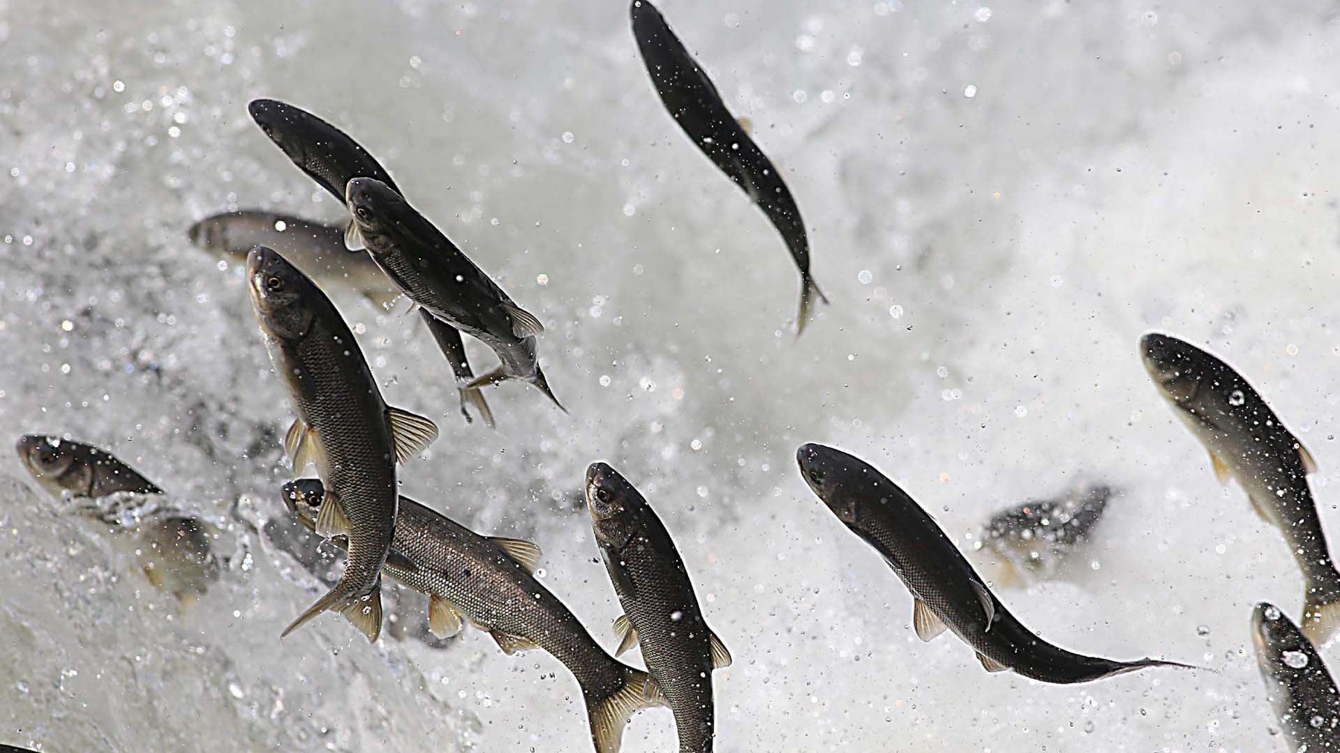 İnci kefali için av yasağı başladı