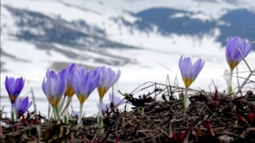 Kars baharın müjdecisi çiçeklerle renklendi