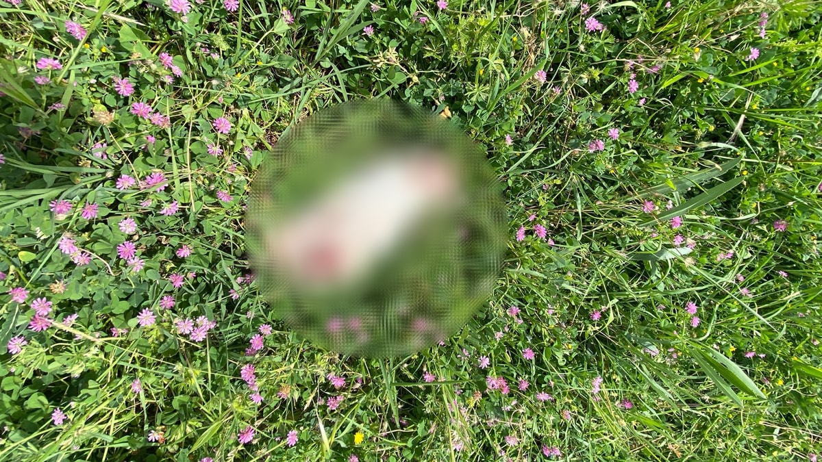 Katliam: 7 kedi parçalanarak öldürülmüş halde bulundu