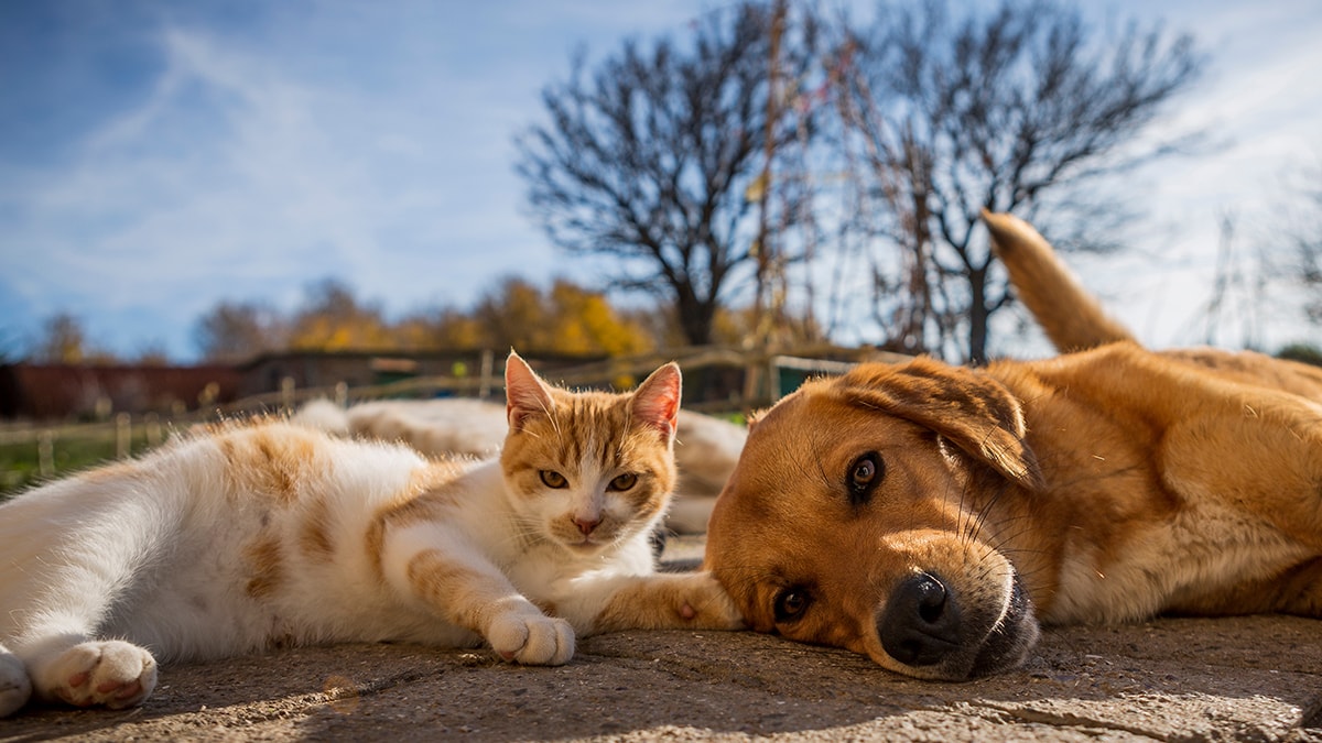159 kedi ve 7 köpek 'besleyen' çifte hapis cezası