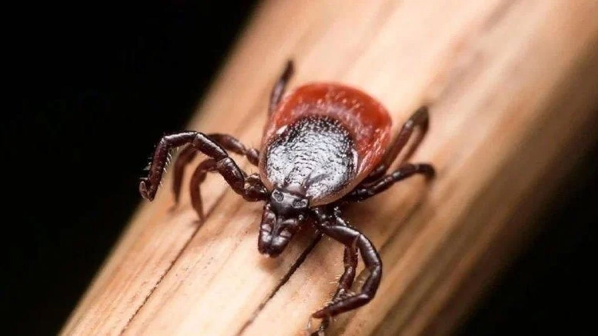 Sivas'ta kene yapışan kişi hayatını kaybetti