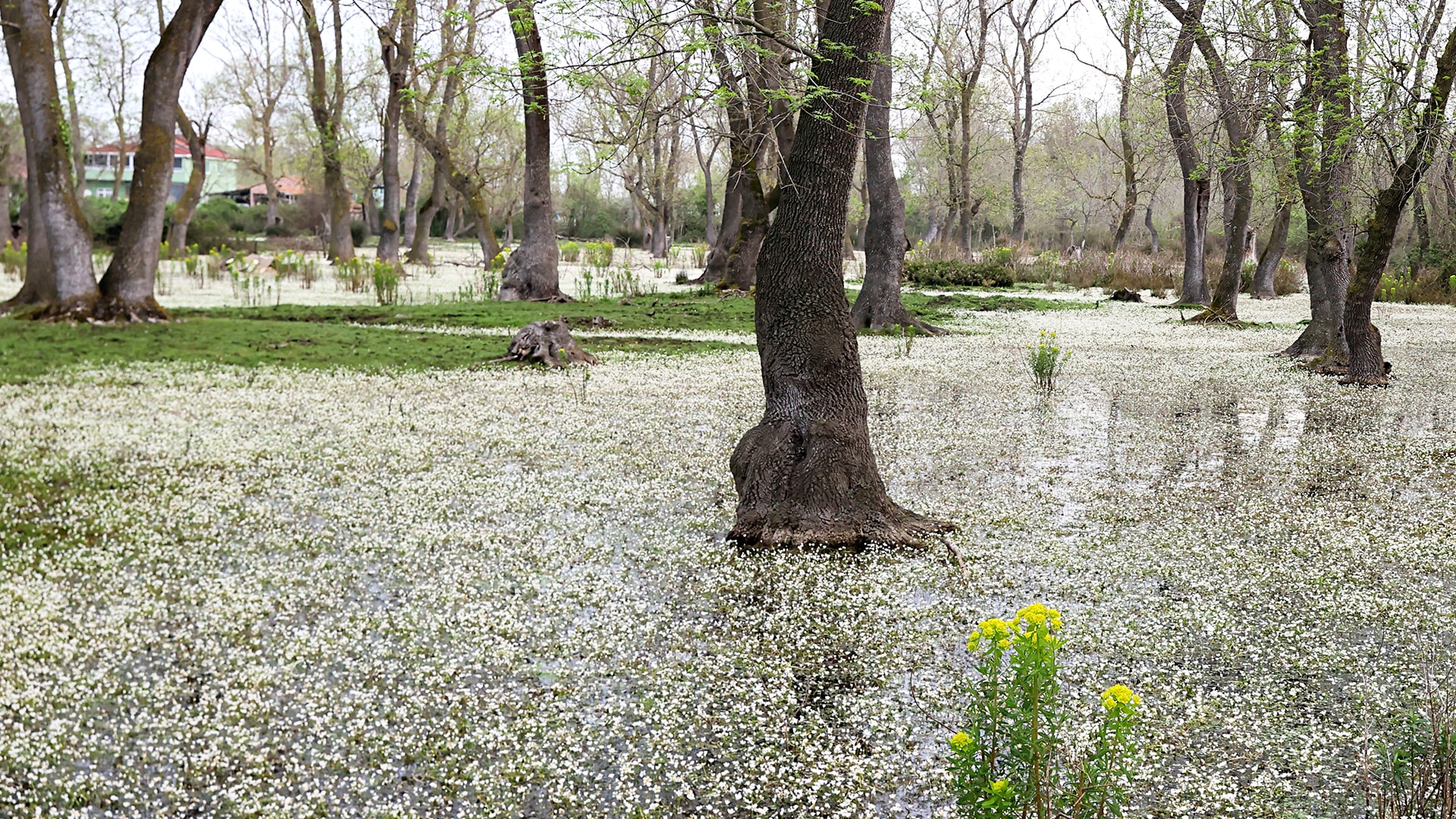 Kızılırmak Deltası'nda su papatyası güzelliği