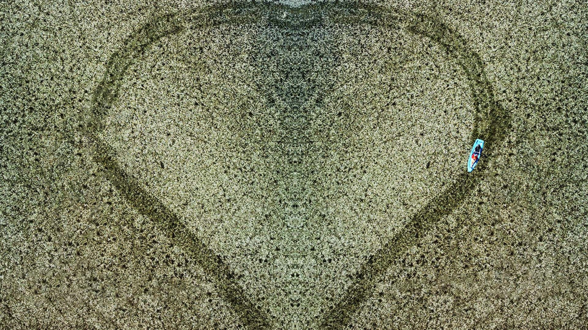 Kızılırmak'ta zehirli güzellik... Görenleri büyülüyor