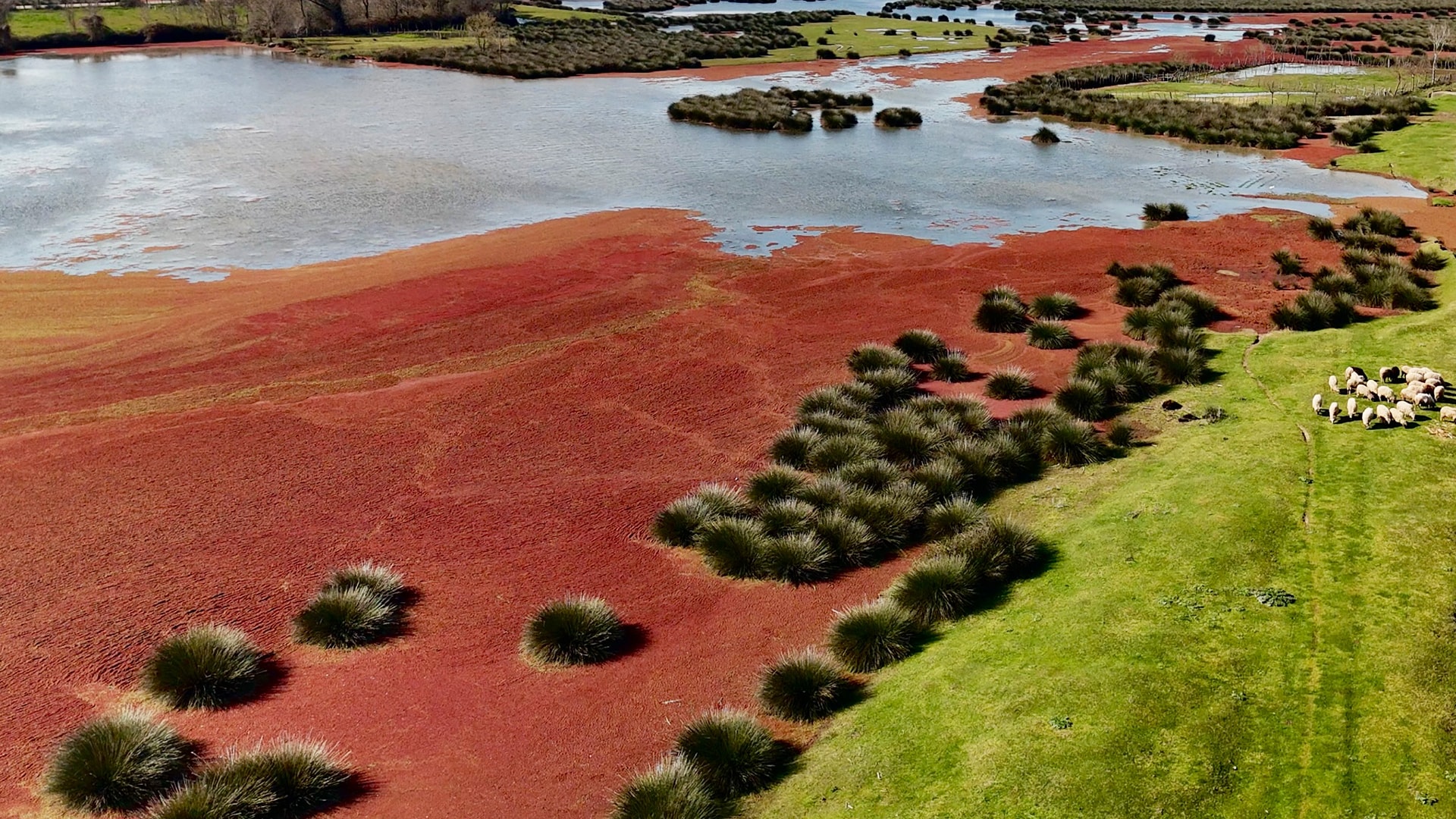 Kızılırmak Deltası kızıla büründü