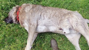 Çiftlikteki 3 çoban köpeği satışı yasak zehirle öldürüldü