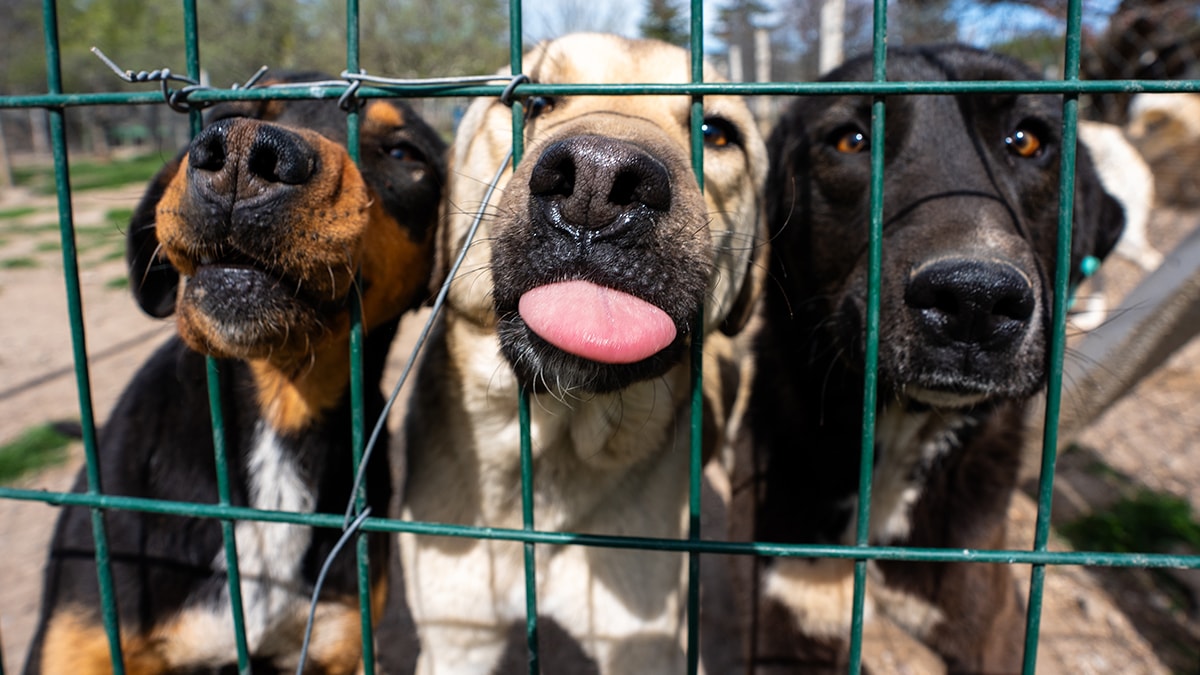 180 köpeğe bakan gönüllüye milyonluk ceza