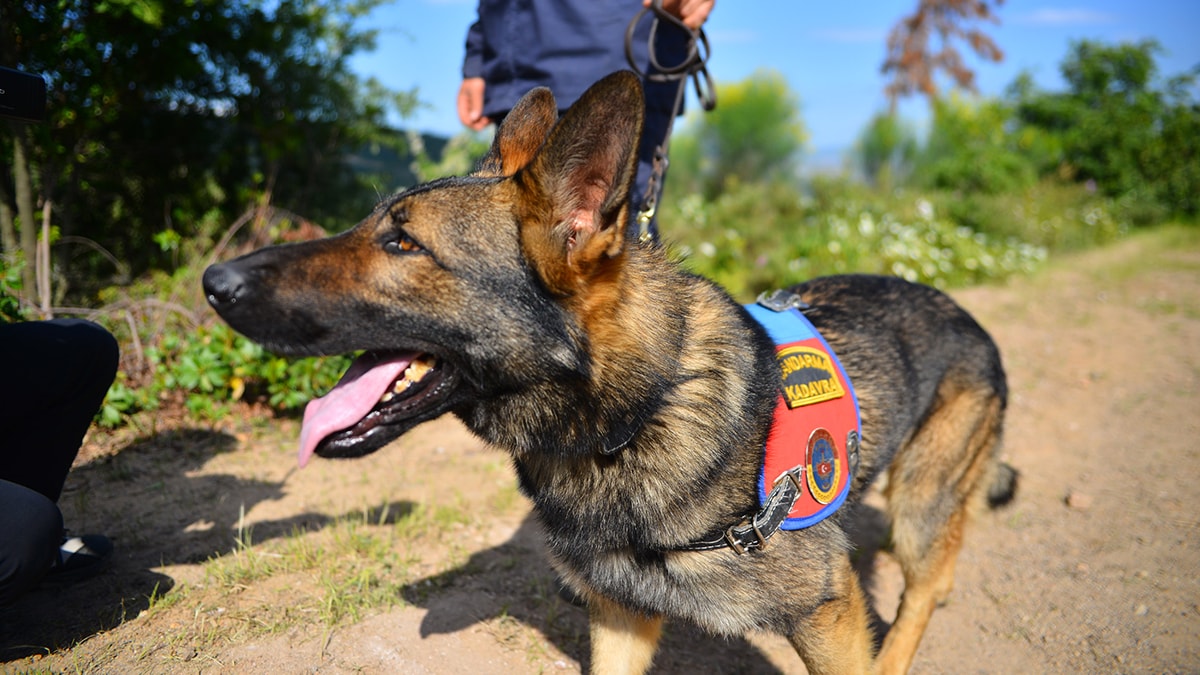 Korhan Berzeg'i arama çalışmalarında bir kemik daha bulundu