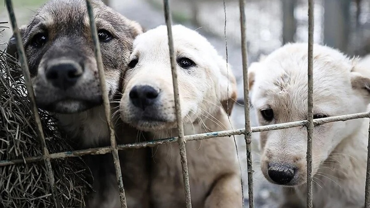 180 köpeğe bakan gönüllüye milyonluk ceza