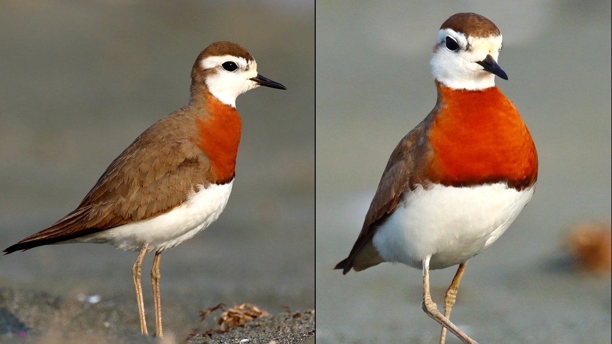 Afrika'dan gelen göçmen kuşlar kene taşıyor