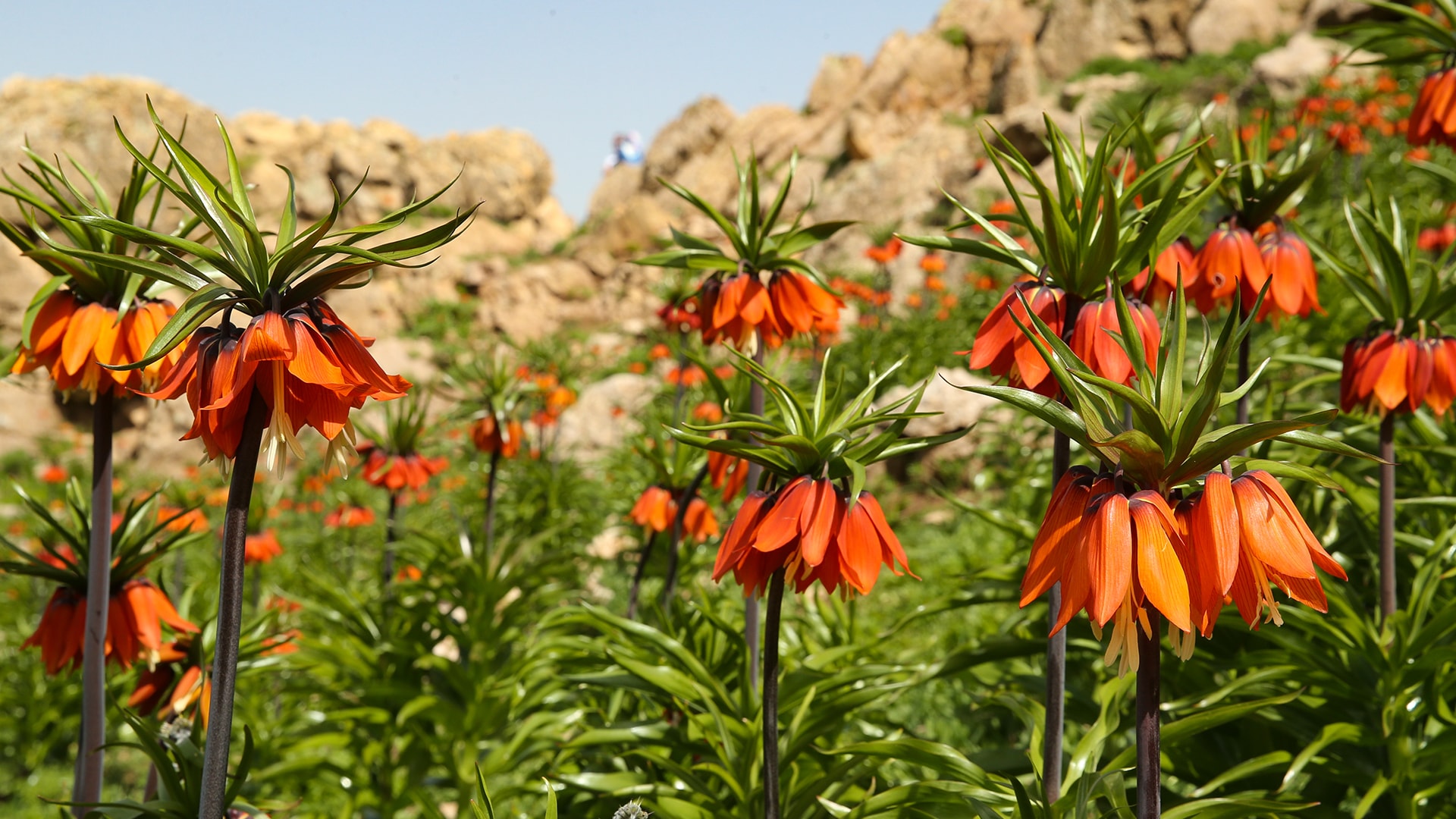 Ters lale Hakkari'de çiçek açtı