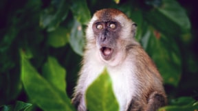 Maymun saldırdı, "Monkey B" virüsü bulaştı