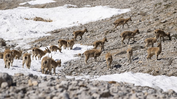 Munzur Dağları'nda yaban keçileri sürü halinde görüntülendi