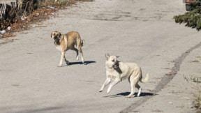 2 köpek 57 oğlağı öldürdü