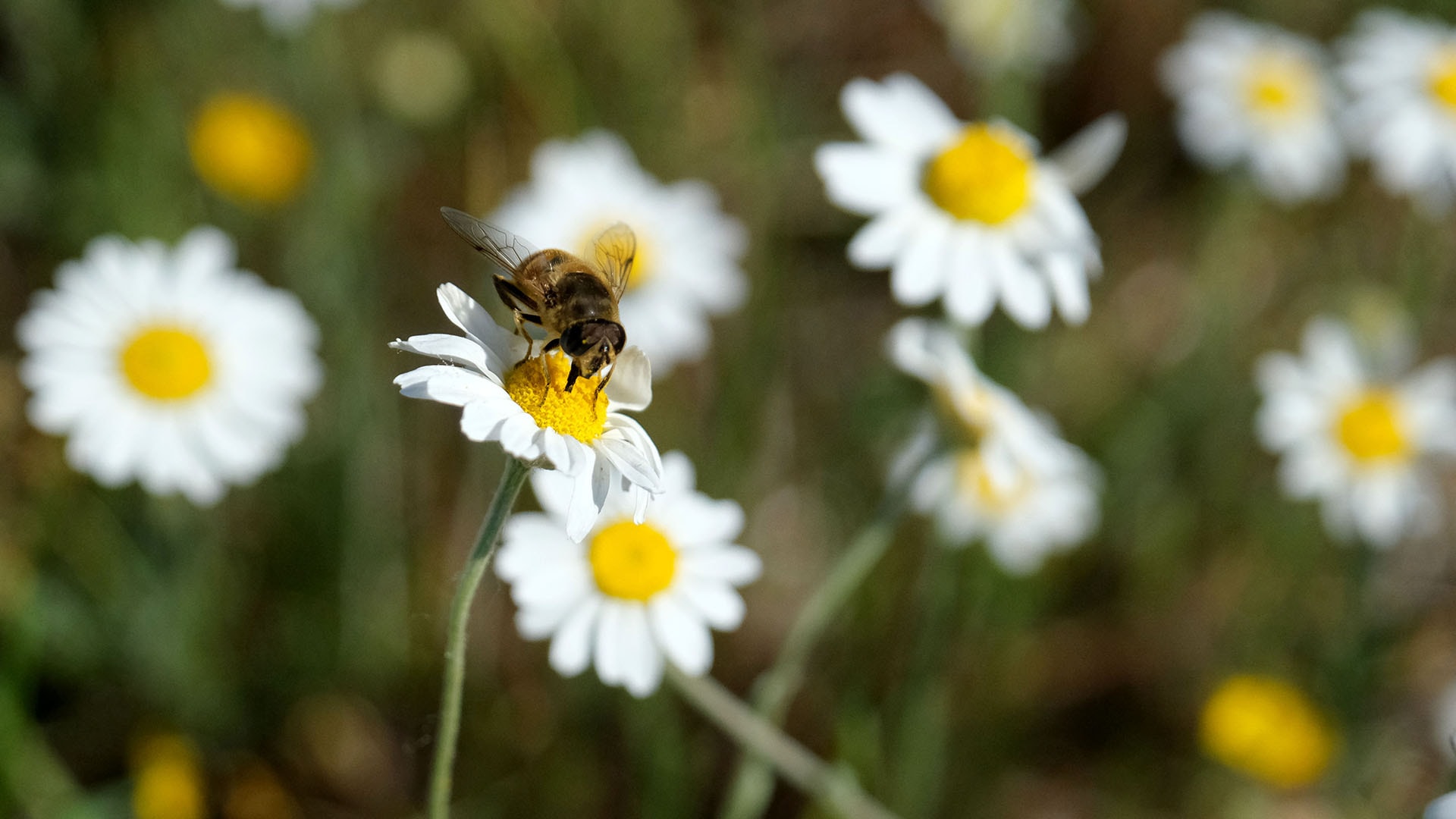 Kırklareli'nde bahar... Tarlaları papatya sardı