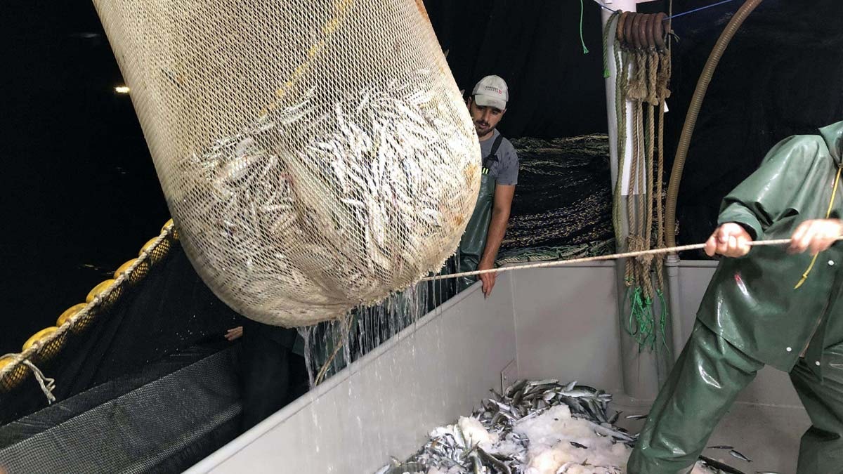 İklim değişikliği balıkçıları zorluyor: Av yasağı geriye çekilmeli