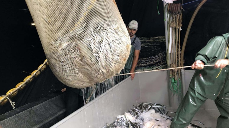 İklim değişikliği balıkçıları zorluyor: Av yasağı geriye çekilmeli