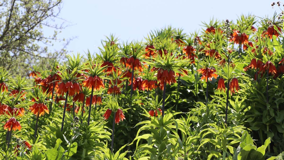 Ters laleler koruma altında