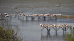 Nesli tehlikedeki tepeli pelikan yavrularının gizemli yaşamı